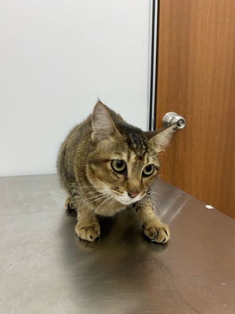 Female Tabby - Tabby + Domestic Short Hair Cat