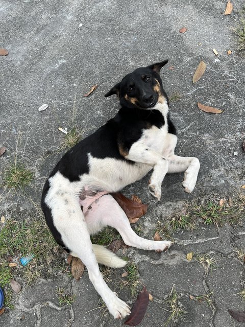 Babloo - Mixed Breed Dog