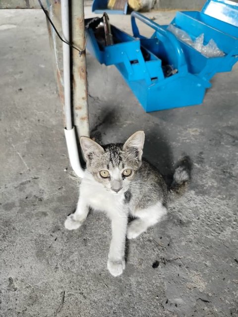 New Baby Rescue 1 [Semenyih / Kajang] - Domestic Short Hair Cat