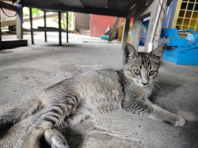 New Baby Rescue 2 [Semenyih / Kajang] - Domestic Short Hair Cat