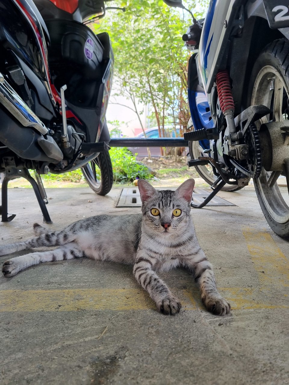 Eaton  - British Shorthair Cat