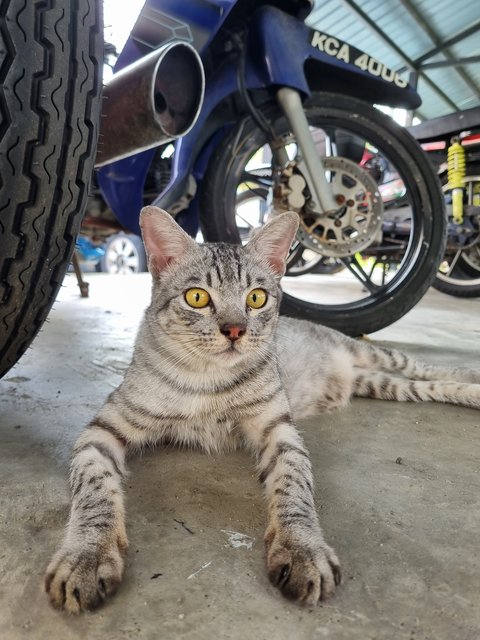 Eaton  - British Shorthair Cat