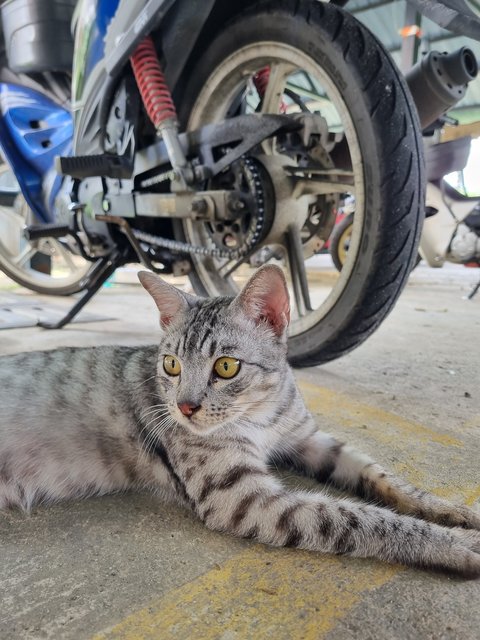 Eaton  - British Shorthair Cat