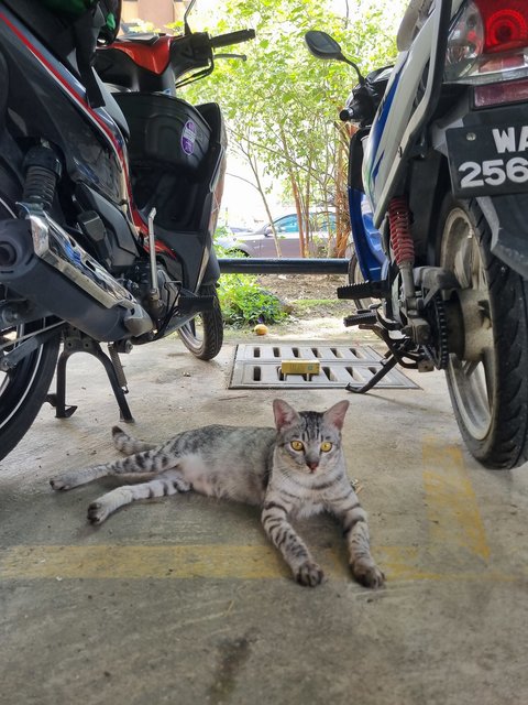 Eaton  - British Shorthair Cat