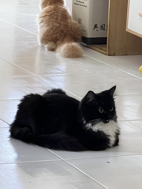 Morgana - Domestic Long Hair Cat