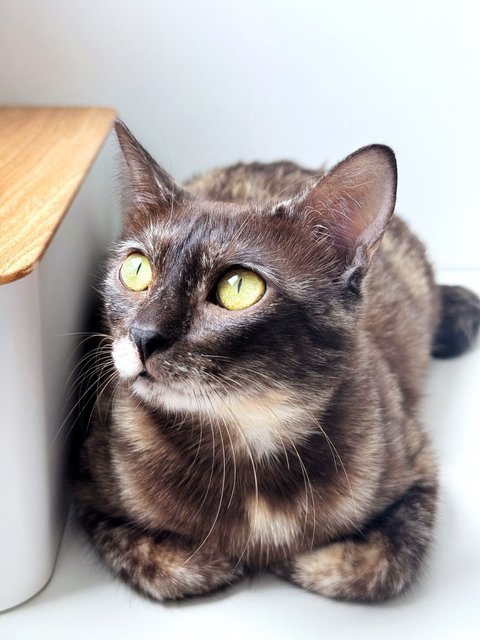 Jenny - Domestic Short Hair Cat