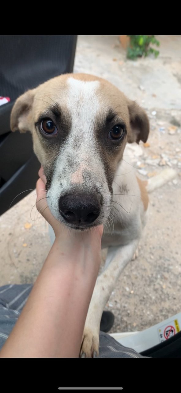 Goofy - Mixed Breed Dog