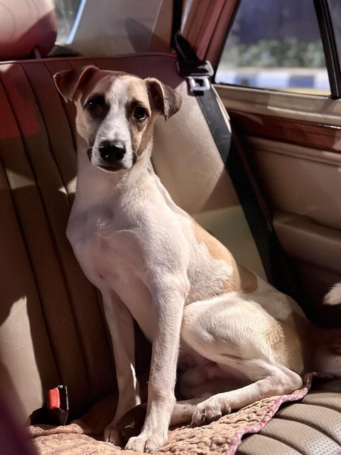 Goofy - Mixed Breed Dog