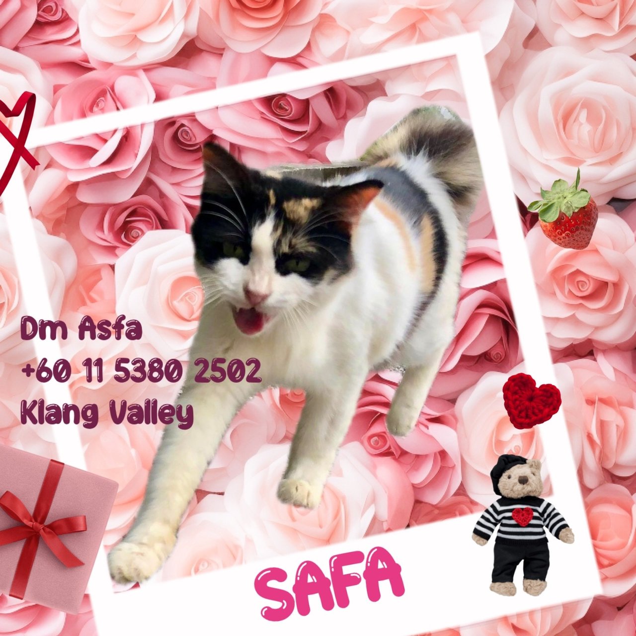 Safa (Calico) - Domestic Medium Hair Cat