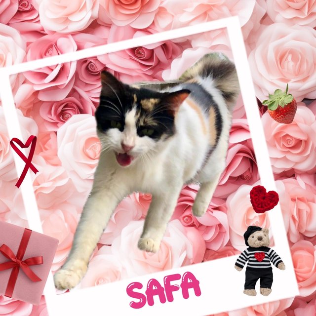 Safa (Calico) - Domestic Medium Hair Cat