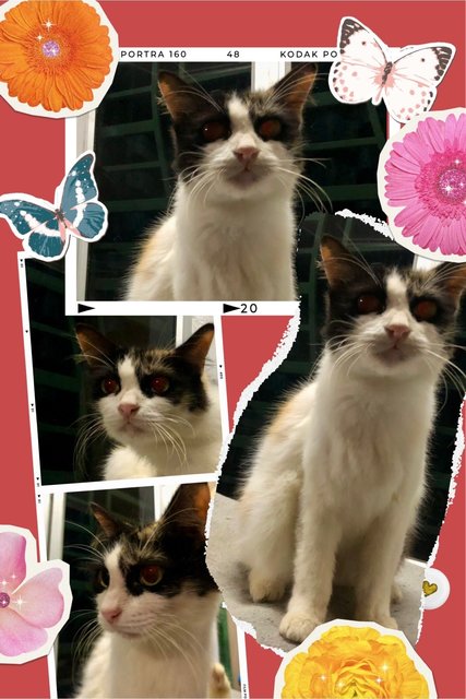 Safa (Calico) - Domestic Medium Hair Cat