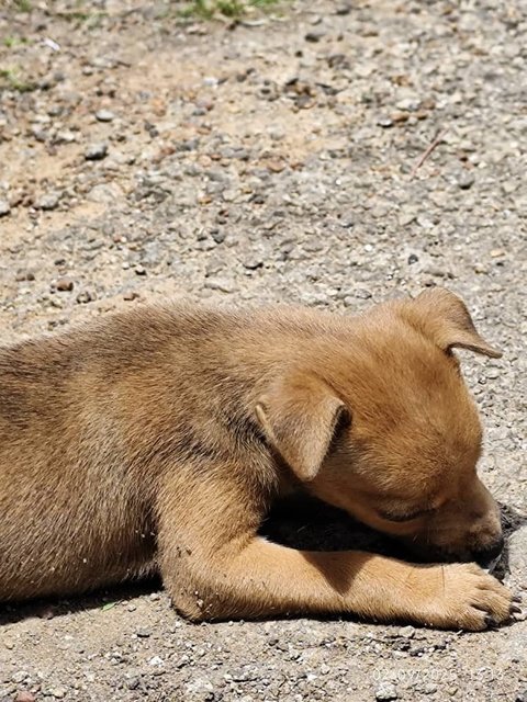 Ponni (Female)  - Mixed Breed Dog