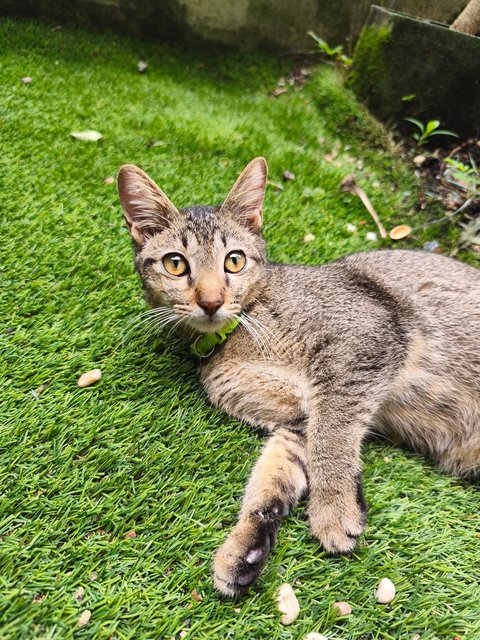 John Smith - Domestic Short Hair + Oriental Tabby Cat