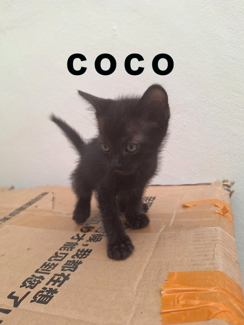 Coco, Tofu, Pepper - Domestic Short Hair Cat