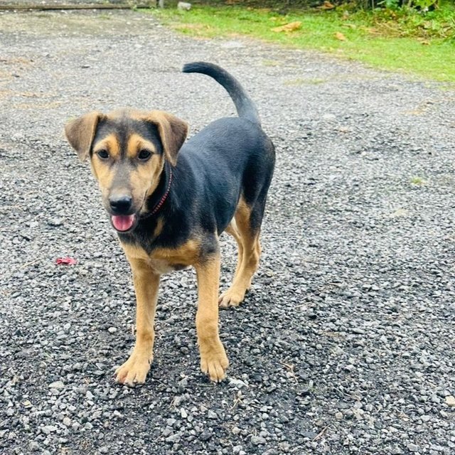 Happy - Australian Kelpie Mix Dog