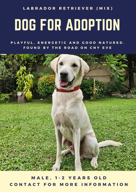 Labradog's adoption poster