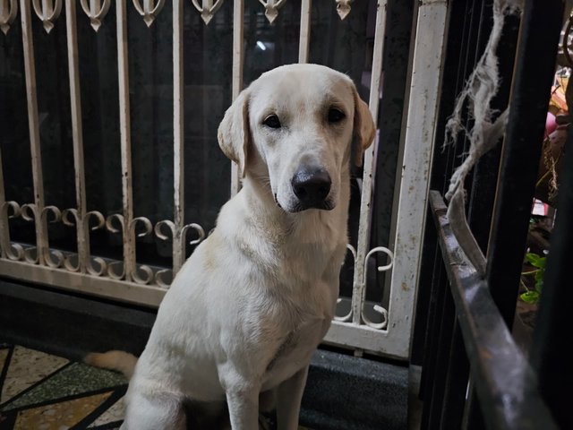 Labradog on the day he was found