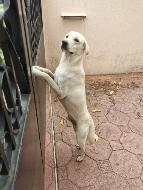 Labradog where he was found by the highway