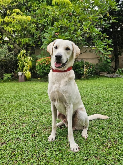 Lab Mix Boy - Labrador Retriever Mix Dog