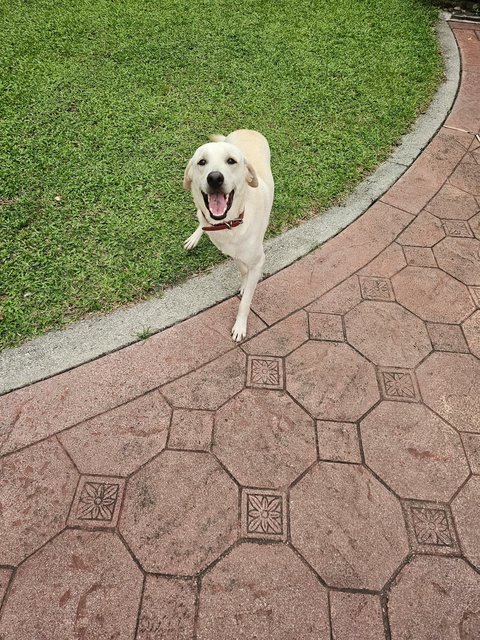 Lab Mix Boy - Labrador Retriever Mix Dog