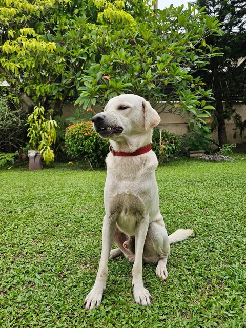 Lab Mix Boy - Labrador Retriever Mix Dog