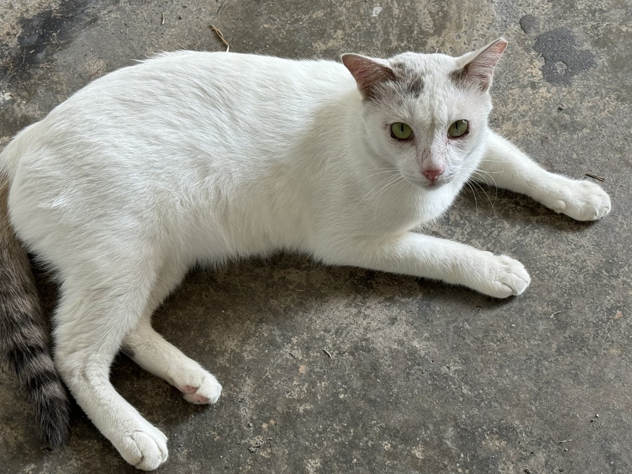 Whitish Boy - Domestic Short Hair Cat