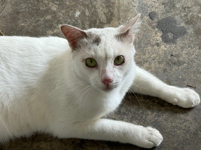 Whitish Boy - Domestic Short Hair Cat