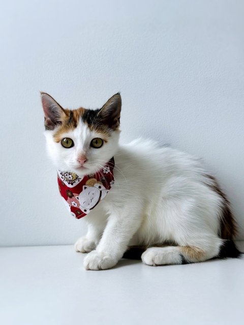 Piper: Sweetheart Baby - Domestic Medium Hair Cat