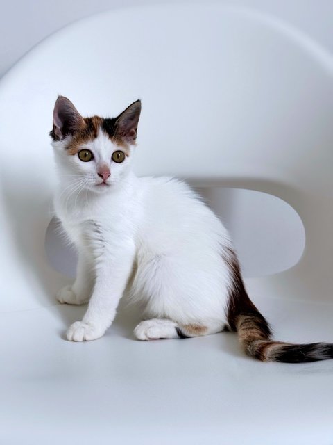 Piper: Sweetheart Baby - Domestic Medium Hair Cat