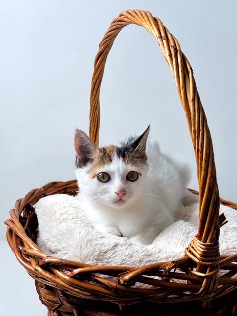 Piper: Sweetheart Baby - Domestic Medium Hair Cat