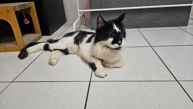 Oreo - Maine Coon + Domestic Medium Hair Cat