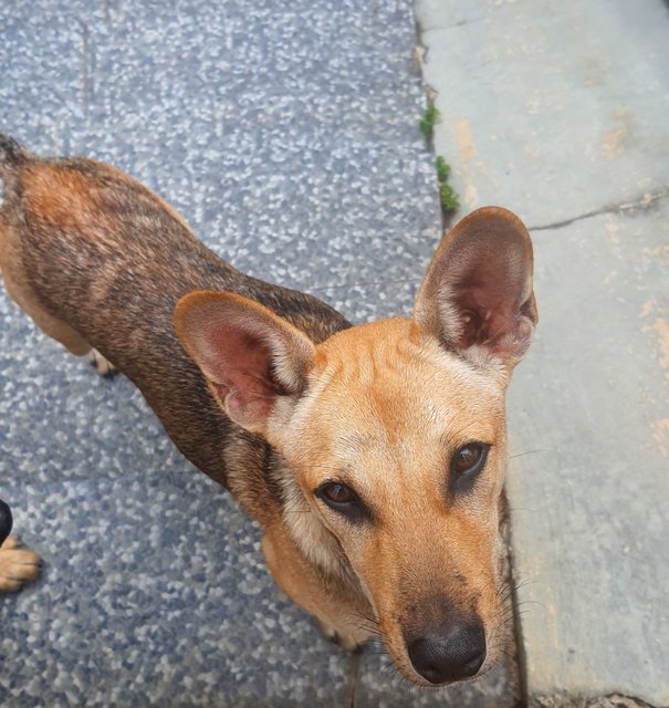 Kadoo - Mixed Breed Dog