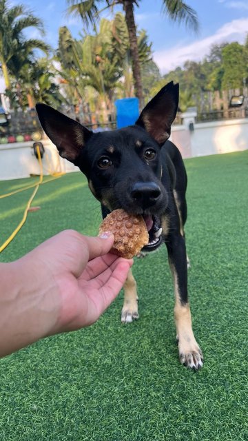 Leia - Mixed Breed Dog