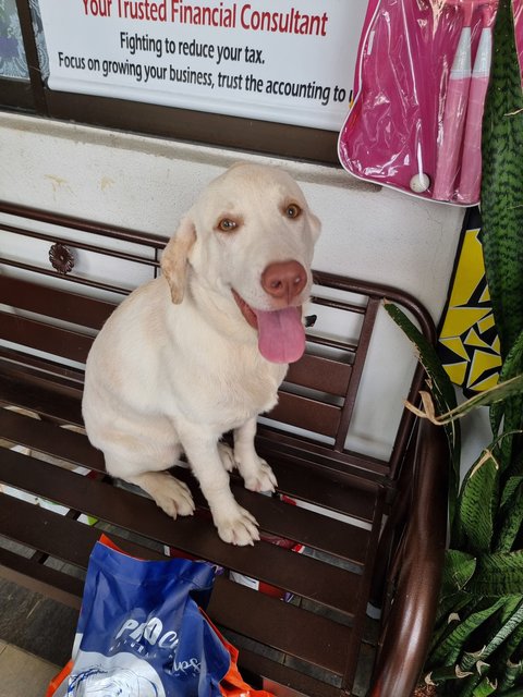 Sabapathy  - Labrador Retriever Dog