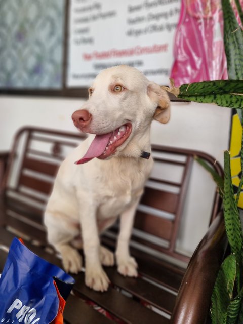 Sabapathy  - Labrador Retriever Dog