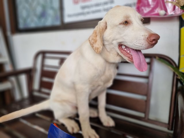 Sabapathy  - Labrador Retriever Dog