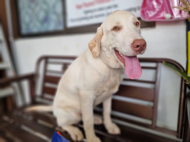 Sabapathy  - Labrador Retriever Dog