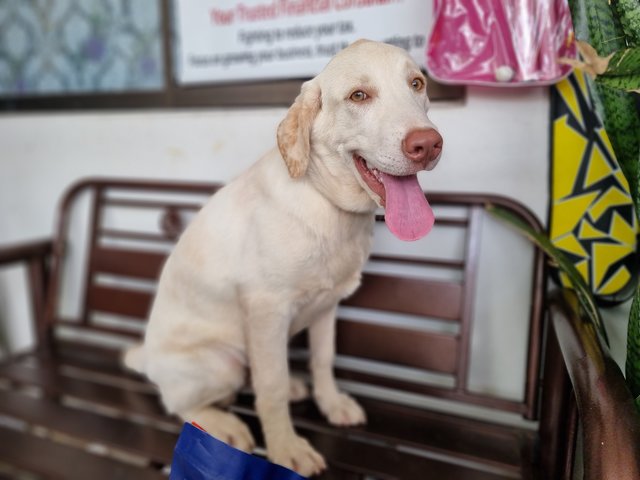 Sabapathy  - Labrador Retriever Dog