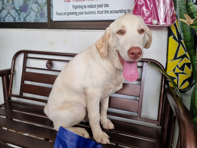 Sabapathy  - Labrador Retriever Dog