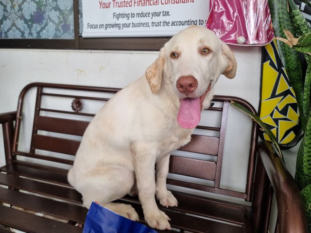 Sabapathy  - Labrador Retriever Dog