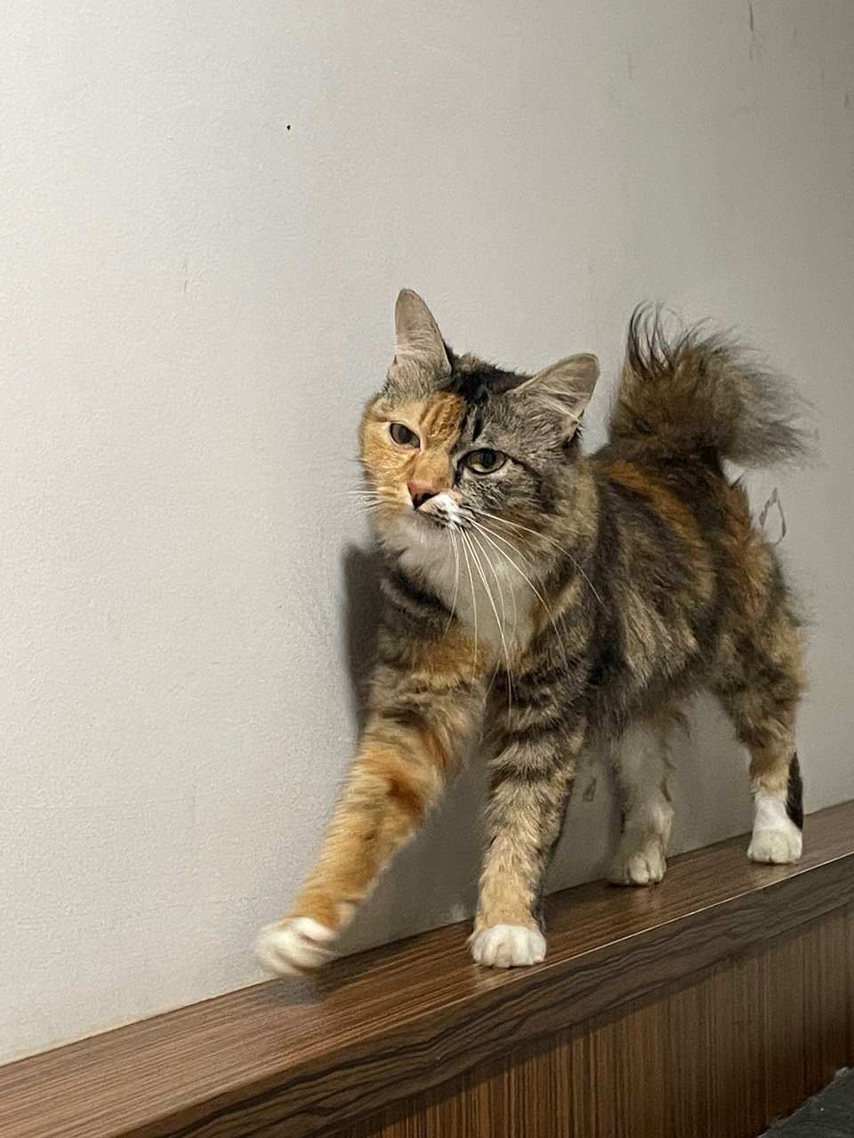 Miko - Domestic Medium Hair Cat