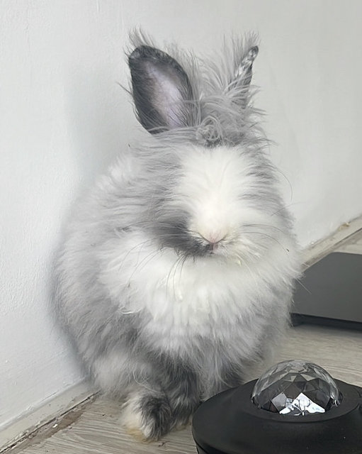 Cloudy - Angora Rabbit Rabbit