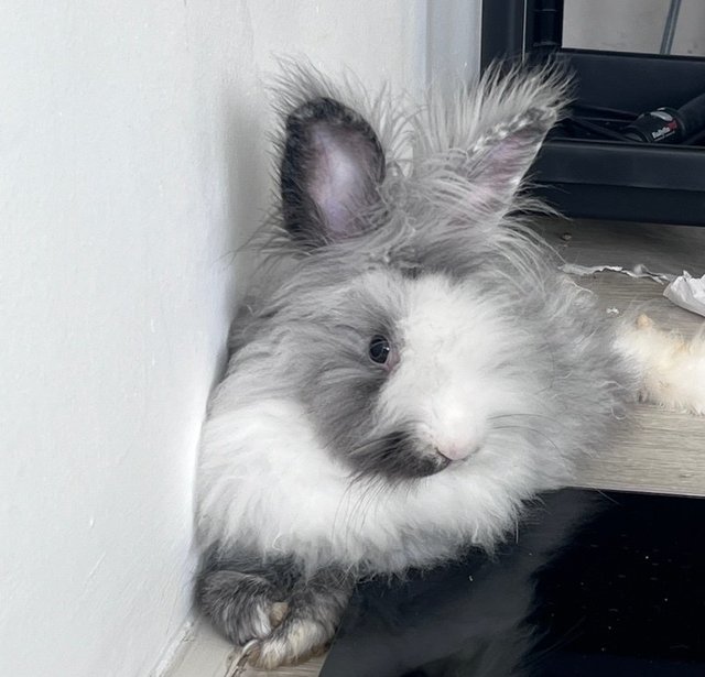 Cloudy - Angora Rabbit Rabbit