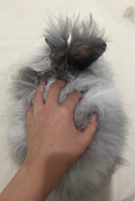 Cloudy - Angora Rabbit Rabbit