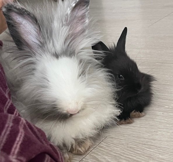 Cloudy - Angora Rabbit Rabbit