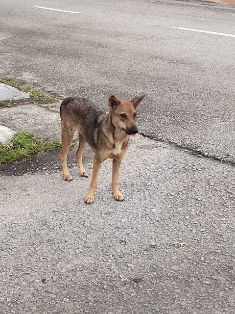 Lili - Mixed Breed Dog