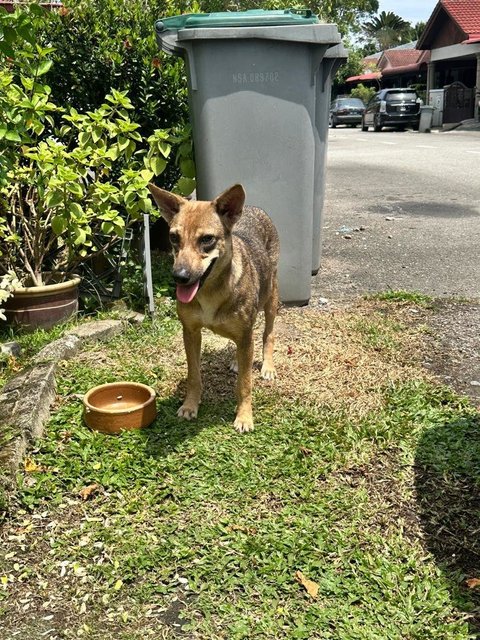 Lili - Mixed Breed Dog