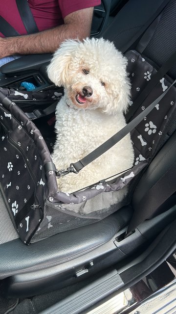 Fluffy - Poodle Dog