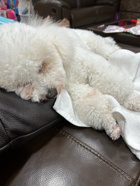 Fluffy - Poodle Dog