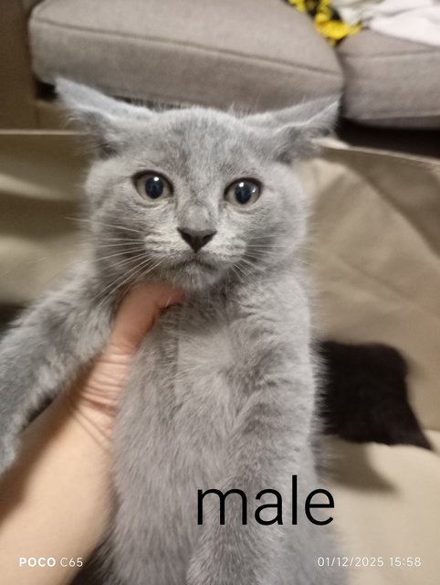 Boy Boy N Gal Gal - British Shorthair Cat